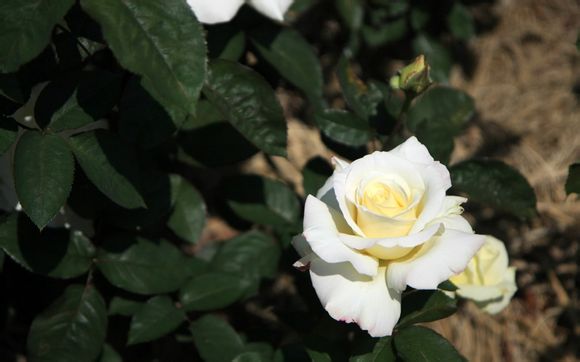 怎么出国务工可靠的工作