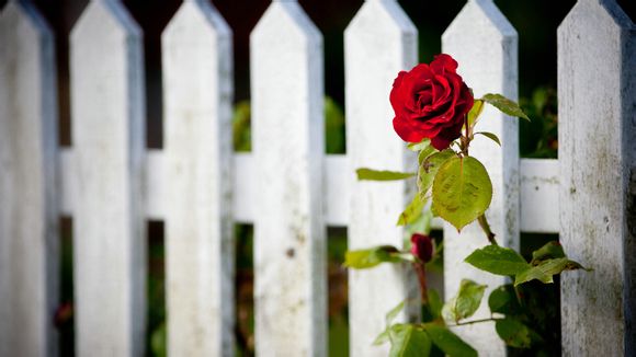 大都市小保安演员表