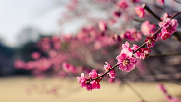 迪士尼度假区