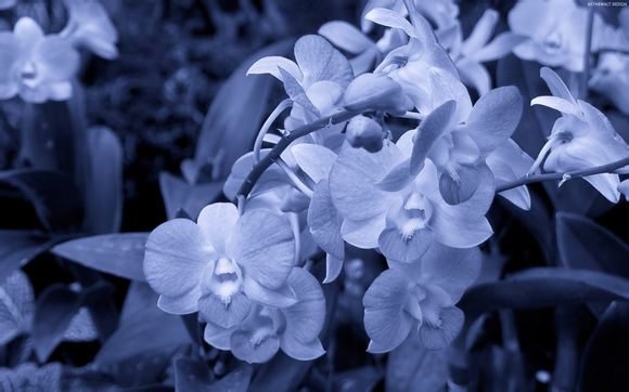 重庆磁器口古镇开放时间